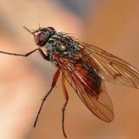 Best SES Flies Control Brisbane image 4